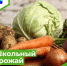 Завершена уборка урожая с пришкольных участков - Парабельский район